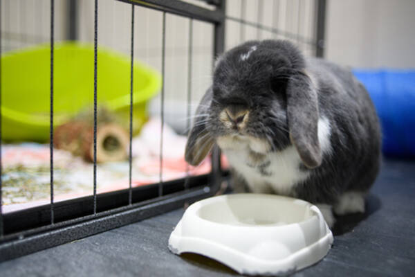 テレフォン人生相談 虐待を承知で子どもにウサギを飼い与えようとする母親 しんどすぎる相談内容 地獄の分間 21年8月31日 エキサイトニュース