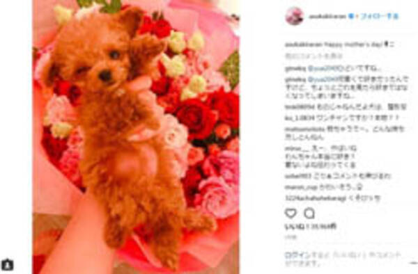 虐待に近い アクセサリー感覚 愛犬家 アピールが裏目に出た女タレント4人は 18年5月日 エキサイトニュース