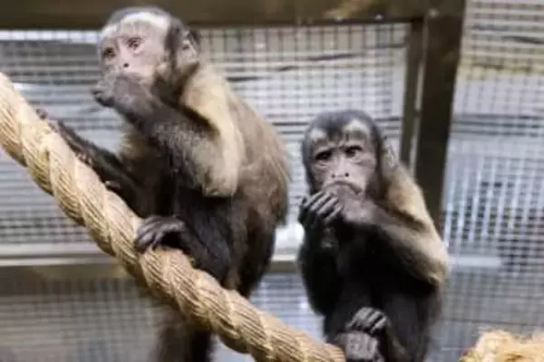 ぬいぐるみが親代わり　大人気のサル・パンチの引きずられ動画が拡散　園側「かわいそう…ではなく頑張りを応援して」