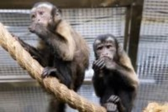 ぬいぐるみが親代わり　大人気のサル・パンチの引きずられ動画が拡散　園側「かわいそう…ではなく頑張りを応援して」