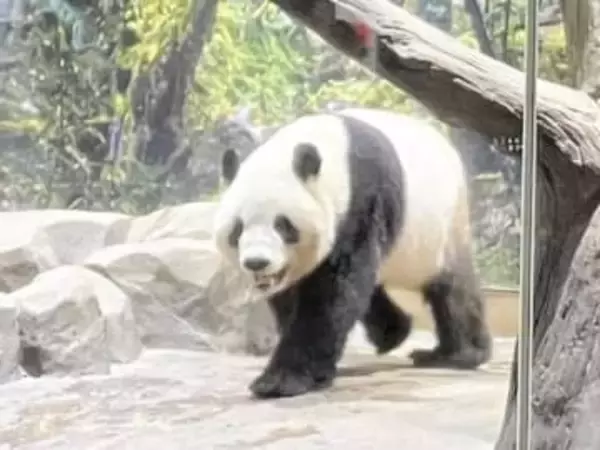 パンダ搭乗の飛行機→ネットが追跡「フライトレーダー」まさかの世界1位の閲覧人数に　「上空通った！」「目が離せない」　成田→横浜→名古屋→大阪→福岡通過して