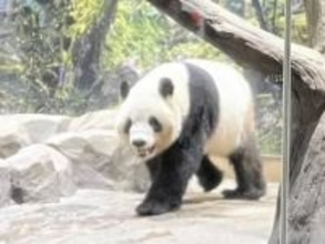 パンダ搭乗の飛行機→ネットが追跡「フライトレーダー」まさかの世界1位の閲覧人数に　「上空通った！」「目が離せない」　成田→横浜→名古屋→大阪→福岡通過して