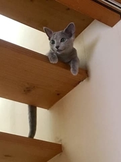 人気ダンサー　仰天の愛猫生活公開　ファンもん絶「可愛い！たまりません！」「猫吸いさせて」