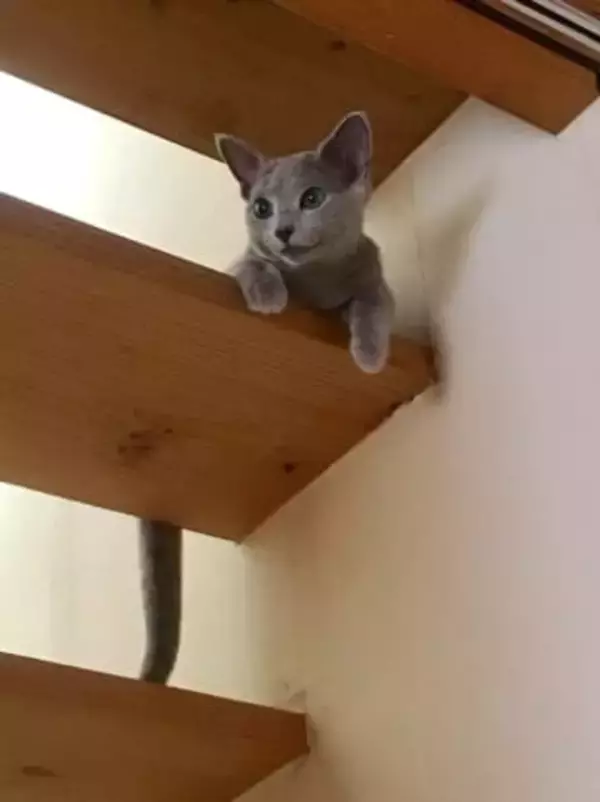 人気ダンサー　仰天の愛猫生活公開　ファンもん絶「可愛い！たまりません！」「猫吸いさせて」