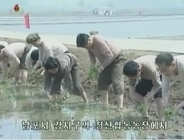「田植え完了」宣言の北朝鮮、実際の達成率は３分の１