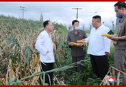 大雨に猛暑で深刻な北朝鮮のジャガイモ不作、収穫放棄地も