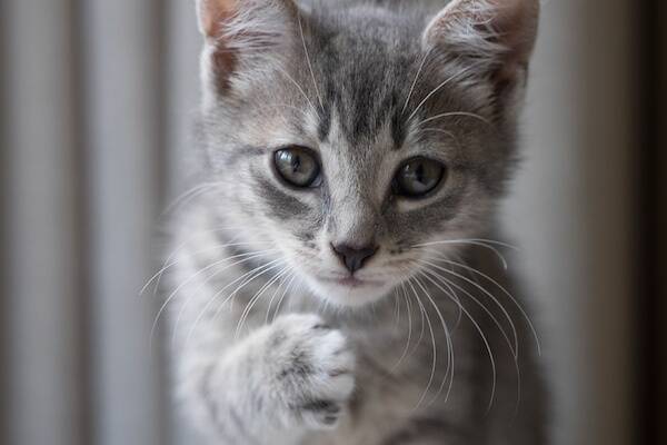 中川翔子 愛猫マミタスへの飼育責任と有料お別れ会に 商売にするな の声 17年10月10日 エキサイトニュース