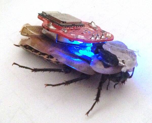 これぞリアル テラフォーマーズ 米軍がサイボーグゴキブリを開発中 14年11月26日 エキサイトニュース これぞリアル テラフォーマーズ 米軍がサイボーグゴキブリを開発中 14年11月26日 エキサイトニュース