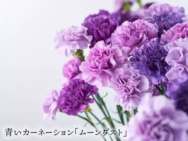 「【玉川高島屋S.C.】イベント情報／毎年恒例の静岡県東伊豆町稲取発祥「雛のつるし飾り」を飾った“ひなまつり”イベントを3月3日(火)まで開催」の画像