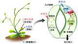 「【名城大学】植物が青色光でデンプンを分解し気孔を開く仕組みを解明 −青色光受容体フォトトロピンの新たな基質WDR48を発見−」の画像1