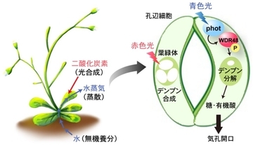 【名城大学】植物が青色光でデンプンを分解し気孔を開く仕組みを解明 −青色光受容体フォトトロピンの新たな基質WDR48を発見−