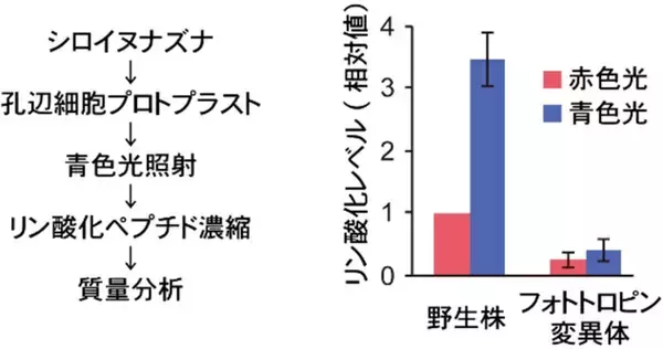 「【名城大学】植物が青色光でデンプンを分解し気孔を開く仕組みを解明 −青色光受容体フォトトロピンの新たな基質WDR48を発見−」の画像