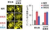 「【名城大学】植物が青色光でデンプンを分解し気孔を開く仕組みを解明 −青色光受容体フォトトロピンの新たな基質WDR48を発見−」の画像3