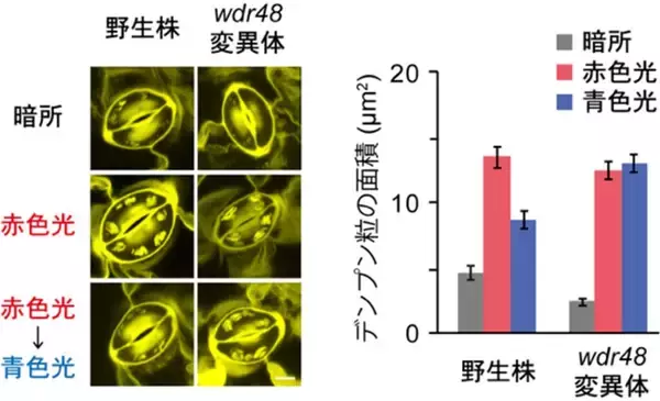 「【名城大学】植物が青色光でデンプンを分解し気孔を開く仕組みを解明 −青色光受容体フォトトロピンの新たな基質WDR48を発見−」の画像