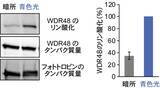 「【名城大学】植物が青色光でデンプンを分解し気孔を開く仕組みを解明 −青色光受容体フォトトロピンの新たな基質WDR48を発見−」の画像4