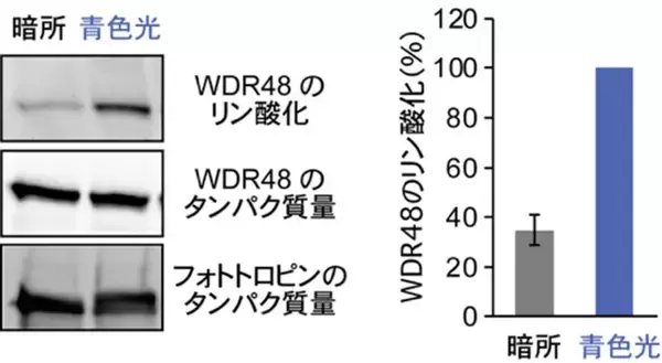「【名城大学】植物が青色光でデンプンを分解し気孔を開く仕組みを解明 −青色光受容体フォトトロピンの新たな基質WDR48を発見−」の画像