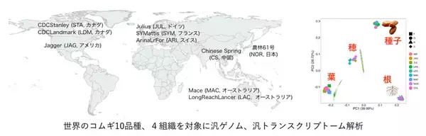 【横浜市立大学】コムギの収量を下げる有害変異の除去を目指して