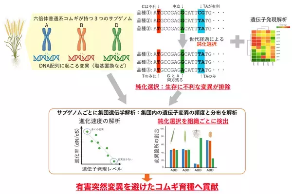 「【横浜市立大学】コムギの収量を下げる有害変異の除去を目指して」の画像