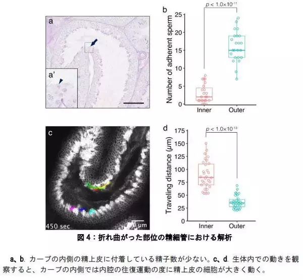 「東京医科大学が、「精細管内を流れる精子の分布ならびに精細管壁の動きを可視化　～精細管を精路として捉える新たな研究分野の開拓に期待～」」の画像