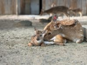 東武動物公園に新しい仲間が加わりました　アクシスジカの赤ちゃんが誕生しました。