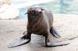 「【京都水族館】オットセイ「ちのわ」1歳の誕生日をみんなでお祝い!6月30日（火）「ちのわ」バースデーイベント開催」の画像1