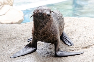 【京都水族館】オットセイ「ちのわ」1歳の誕生日をみんなでお祝い!6月30日（火）「ちのわ」バースデーイベント開催