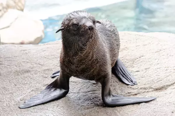 【京都水族館】オットセイ「ちのわ」1歳の誕生日をみんなでお祝い!6月30日（火）「ちのわ」バースデーイベント開催
