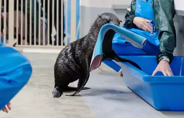 「【京都水族館】オットセイ「ちのわ」1歳の誕生日をみんなでお祝い!6月30日（火）「ちのわ」バースデーイベント開催」の画像