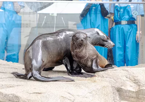 「【京都水族館】オットセイ「ちのわ」1歳の誕生日をみんなでお祝い!6月30日（火）「ちのわ」バースデーイベント開催」の画像