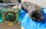 「【京都水族館】オットセイ「ちのわ」1歳の誕生日をみんなでお祝い!6月30日（火）「ちのわ」バースデーイベント開催」の画像2