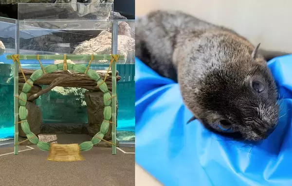 「【京都水族館】オットセイ「ちのわ」1歳の誕生日をみんなでお祝い!6月30日（火）「ちのわ」バースデーイベント開催」の画像