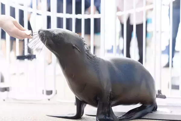 「【京都水族館】オットセイ「ちのわ」1歳の誕生日をみんなでお祝い!6月30日（火）「ちのわ」バースデーイベント開催」の画像