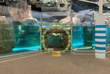 「【京都水族館】オットセイ「ちのわ」1歳の誕生日をみんなでお祝い!6月30日（火）「ちのわ」バースデーイベント開催」の画像4