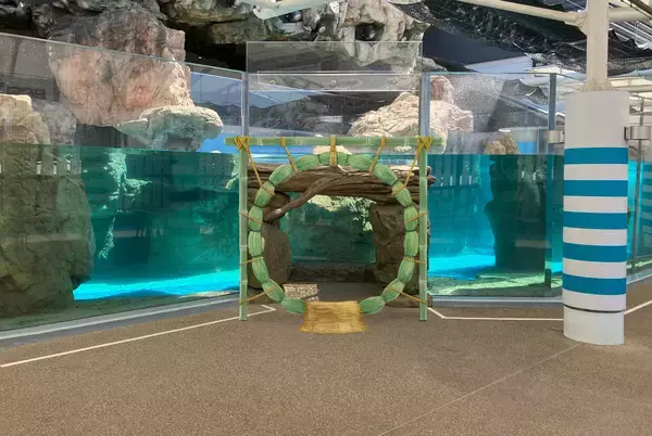「【京都水族館】オットセイ「ちのわ」1歳の誕生日をみんなでお祝い!6月30日（火）「ちのわ」バースデーイベント開催」の画像