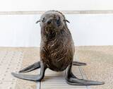 「【京都水族館】オットセイ「ちのわ」1歳の誕生日をみんなでお祝い!6月30日（火）「ちのわ」バースデーイベント開催」の画像6