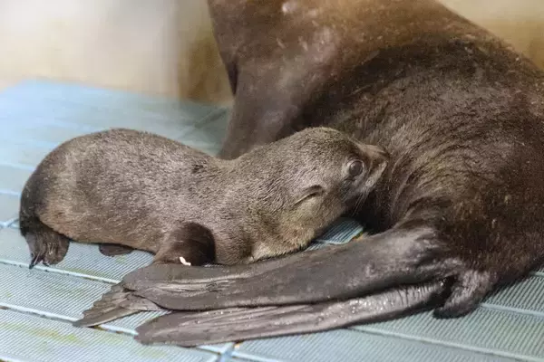 「【京都水族館】オットセイ「ちのわ」1歳の誕生日をみんなでお祝い!6月30日（火）「ちのわ」バースデーイベント開催」の画像