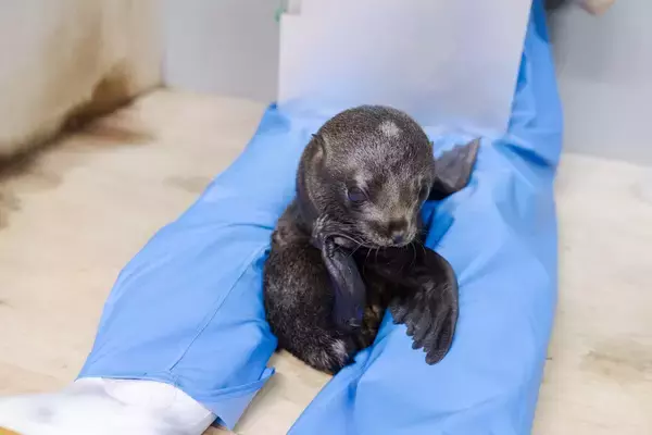 「【京都水族館】オットセイ「ちのわ」1歳の誕生日をみんなでお祝い!6月30日（火）「ちのわ」バースデーイベント開催」の画像