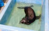 「【京都水族館】オットセイ「ちのわ」1歳の誕生日をみんなでお祝い!6月30日（火）「ちのわ」バースデーイベント開催」の画像9