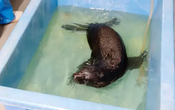 「【京都水族館】オットセイ「ちのわ」1歳の誕生日をみんなでお祝い!6月30日（火）「ちのわ」バースデーイベント開催」の画像