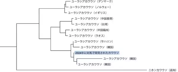 「対馬でカワウソの生息を約5年ぶりに確認 ― 対馬でカワウソが繁殖している可能性が浮上 ―」の画像