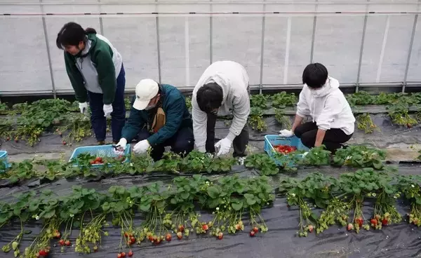 近大農学部生と障がいのある方が協力して「近大ICTイチゴ」を収穫　農業と福祉の連携で、新たな農業人材の育成をめざす