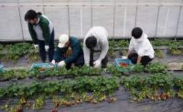 近大農学部生と障がいのある方が協力して「近大ICTイチゴ」を収穫　農業と福祉の連携で、新たな農業人材の育成をめざす