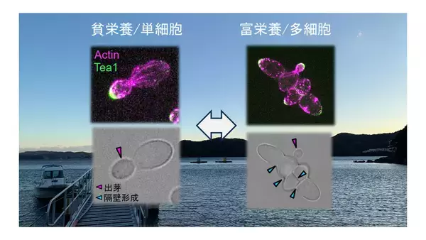 【名古屋大学】栄養条件に応じ単細胞-多細胞をスイッチする遺伝子特定～多細胞生物の出現や進化の仕組み理解に寄与～