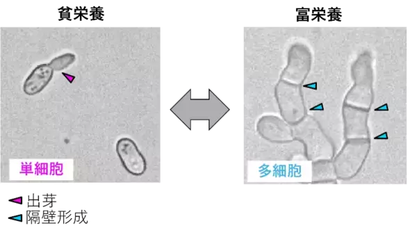 「【名古屋大学】栄養条件に応じ単細胞-多細胞をスイッチする遺伝子特定～多細胞生物の出現や進化の仕組み理解に寄与～」の画像
