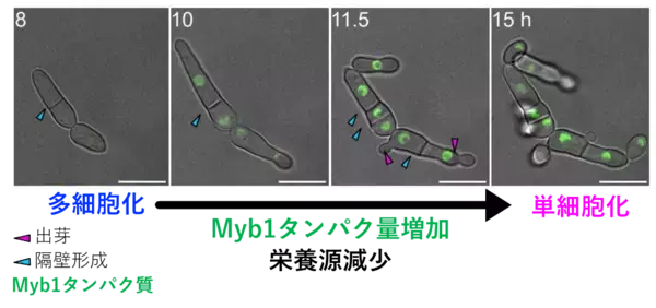 「【名古屋大学】栄養条件に応じ単細胞-多細胞をスイッチする遺伝子特定～多細胞生物の出現や進化の仕組み理解に寄与～」の画像