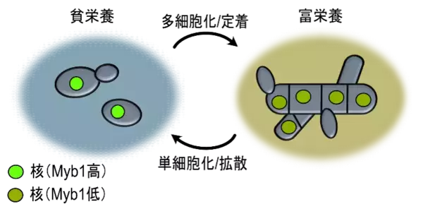 「【名古屋大学】栄養条件に応じ単細胞-多細胞をスイッチする遺伝子特定～多細胞生物の出現や進化の仕組み理解に寄与～」の画像