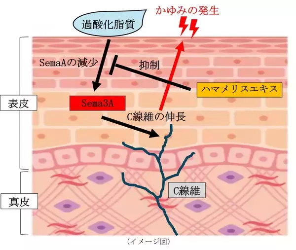 「皮脂の酸化が頭皮のかゆみの一因となるメカニズムを確認」の画像