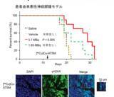 「【横浜市立大学】悪性脳腫瘍に対する“低酸素領域標的型”局所放射線治療の有効性を実証」の画像3