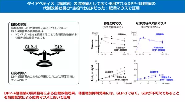 ダイアベティス（糖尿病）治療薬DPP-4阻害薬の“真の主役”はGIPだった!?