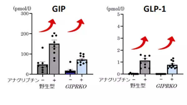 「ダイアベティス（糖尿病）治療薬DPP-4阻害薬の“真の主役”はGIPだった!?」の画像